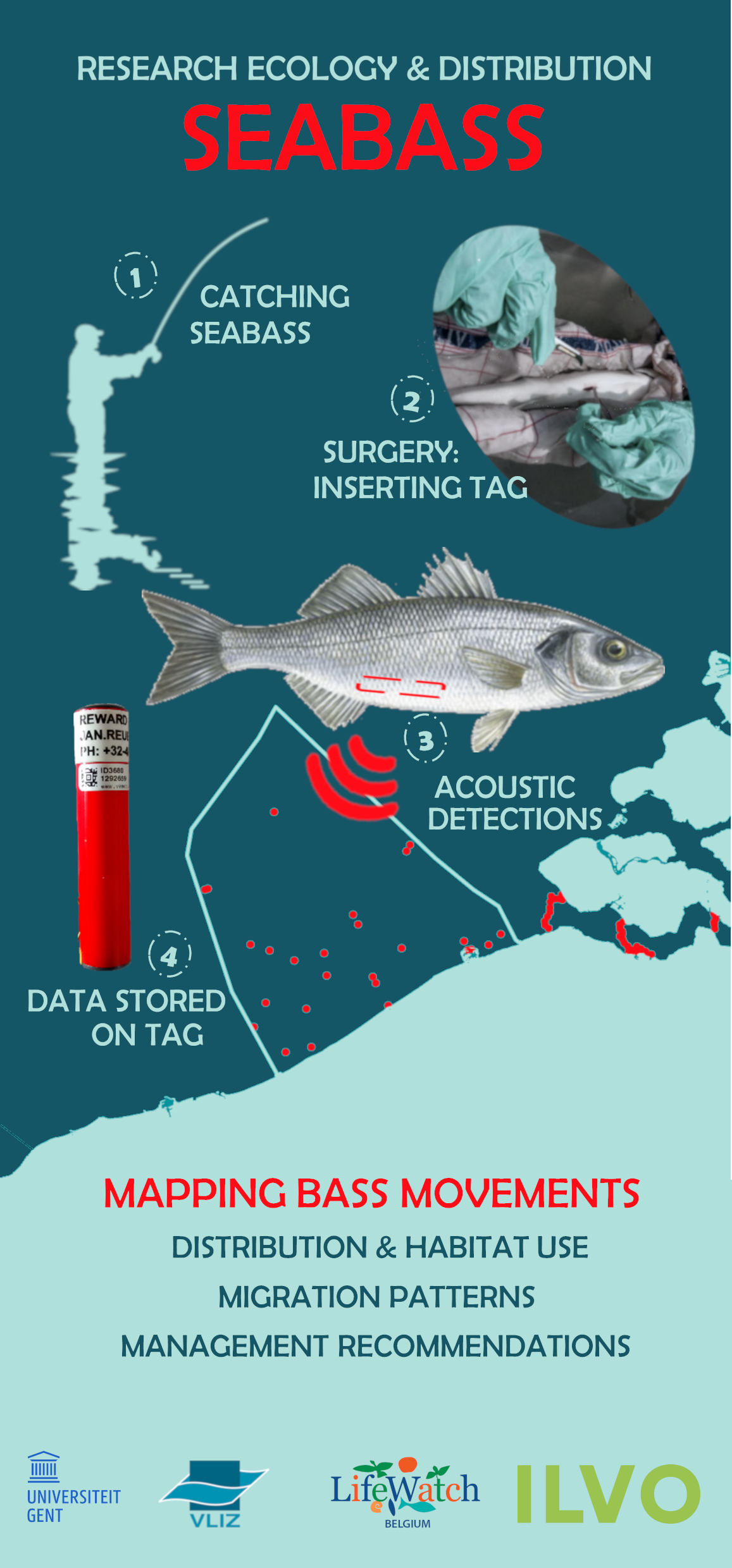 Seasonal habitat use and migration of European seabass in the southern